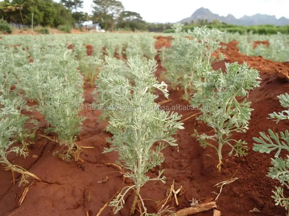 100% Pure High Quality Davana Essential Oil