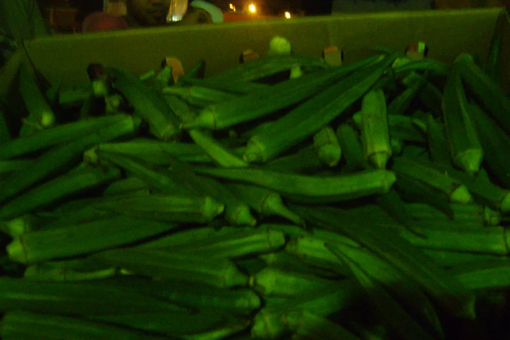 
Fresh organic okra 