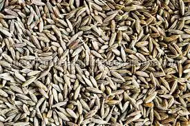 CUMIN SEEDS FOR SOWING FROM INDIA