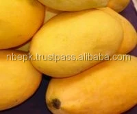 Premium Quality Hot Selling Fresh Pakistani Sindri Mango Natural Sweet mango Wholesale Chaunsa in Bulk