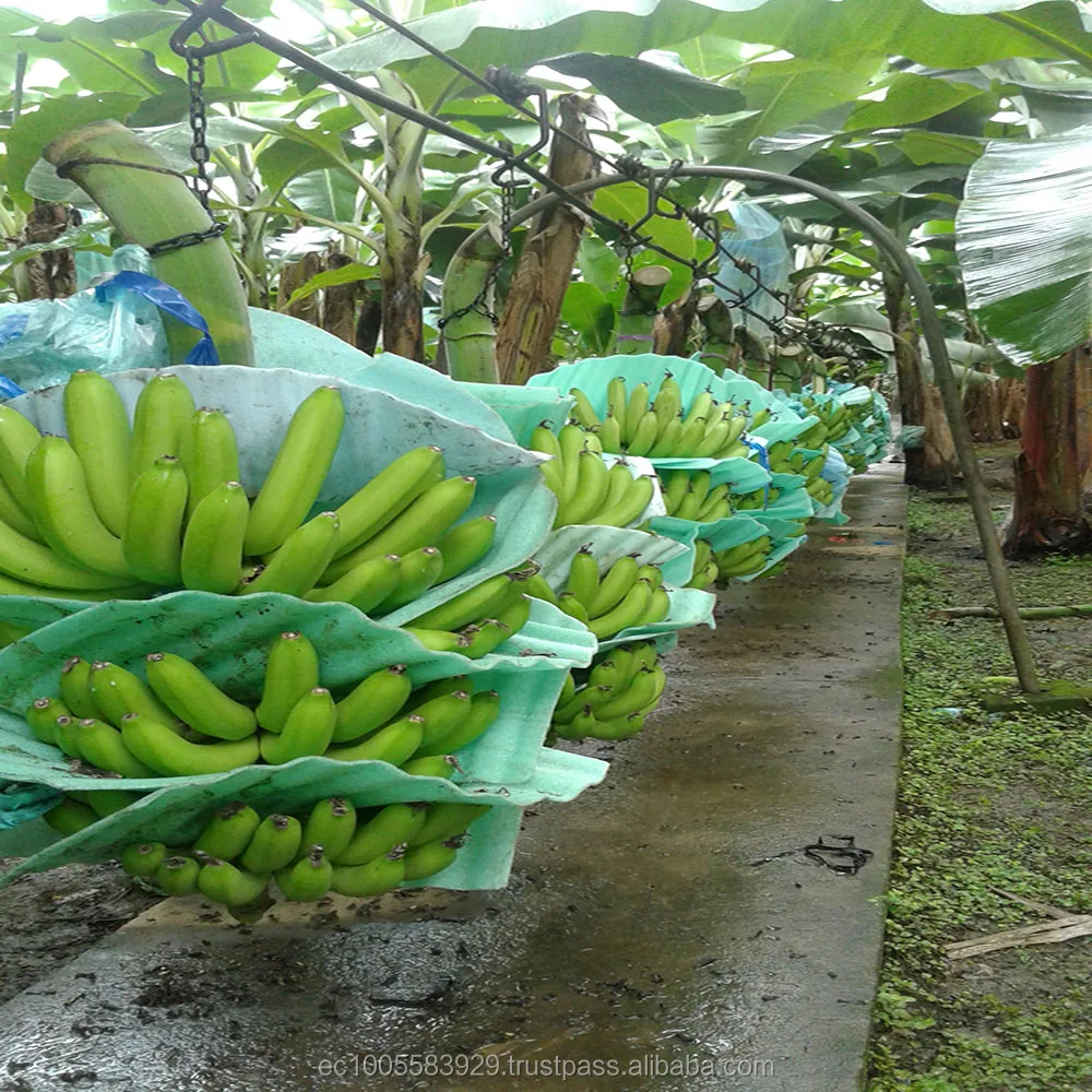 
ECUADORIAN BANANAS PRODUCTION 