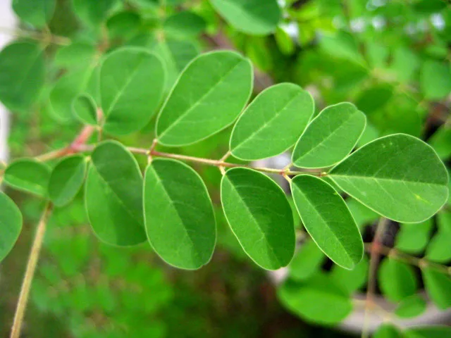 Moringa dried leaves