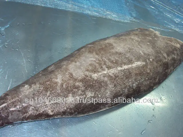 Frozen Fish Fresh Tilapia Supplier Block Bulk Style Packaging Package Weight Lbs Shelf Origin Latin Type Frozen Oilfish Fillets