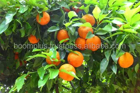 Navel Fresh Orange | Low Price and High Quality | Egyptian Organic Navel Orange