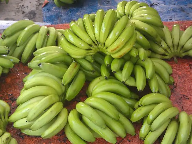 Fresh Green Cavendish Banana Origin Vietnam
