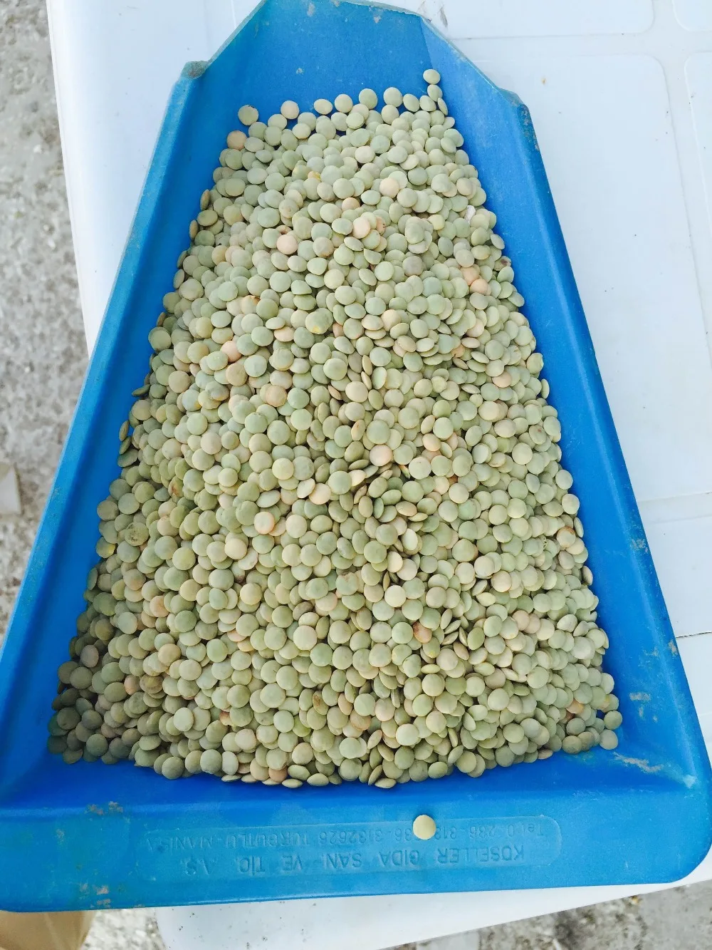 
green lentil best quality in the world cleaned by sortex 