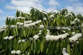 
VIETNAM ROBUSTA COFFEE BEAN SCR 13, 16, 18 (Mob/ whatsapp/ viber: 0084 989322607) 