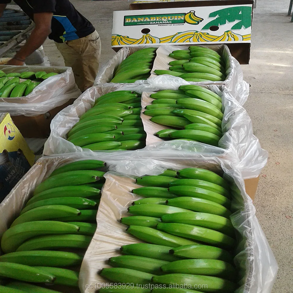 
FRESH BANANAS 