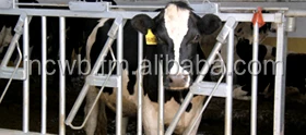  Cow Headlock and Free Stall for dairy cow farm equipment high good quality sale