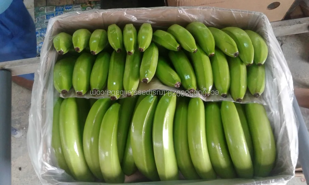 FRESH BANANAS FIRST QUALITY