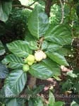 Morinda Citrifolia Noni Fruits dried Organic Apex India