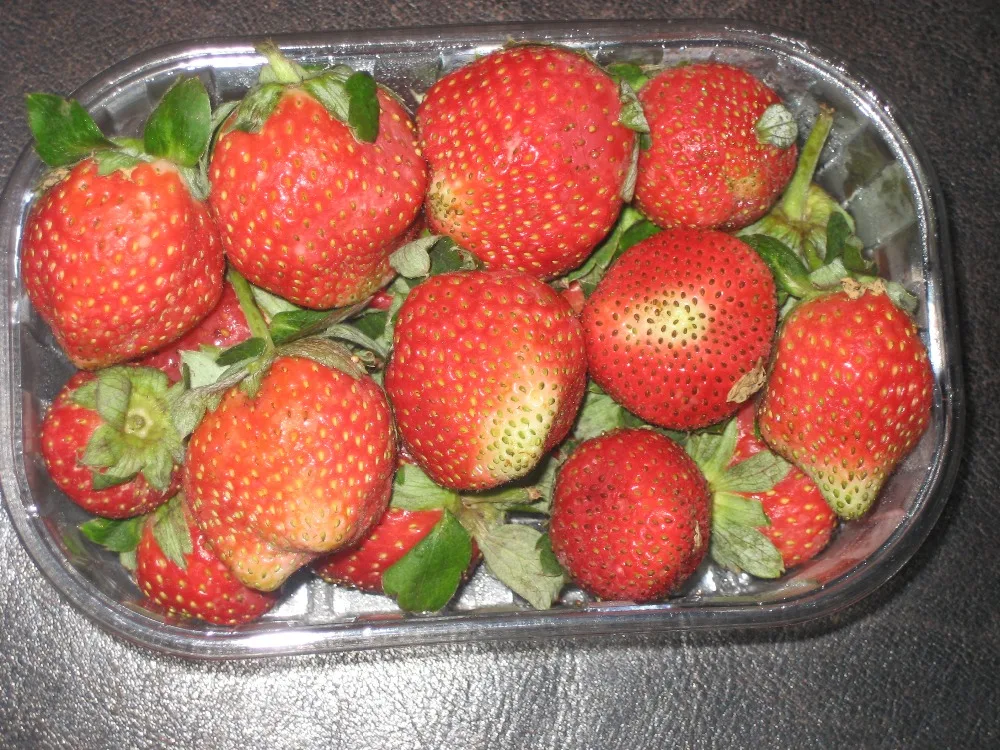 
strawberry fresh for sale 
