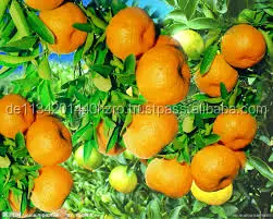 Fresh navel orange for belgium market/fresh valencia oranges for sale
