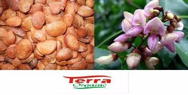 100% Karanja Oil obtained from pure karanja kernel by cold presseed extraction now available in 1000 ml