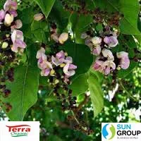 Karanja Cake From India have rich quantity of NPK in organic form Being totally botanical product it contains 100% natural NPK