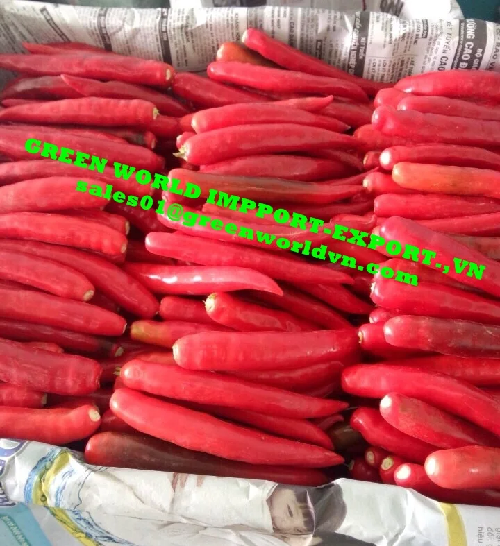 Fresh small/big chilli, attractive price from Green World for now