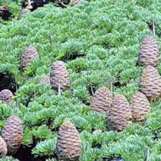 Private Label 100% Pure Cedarwood Oil/ Cedar Oil Bulk