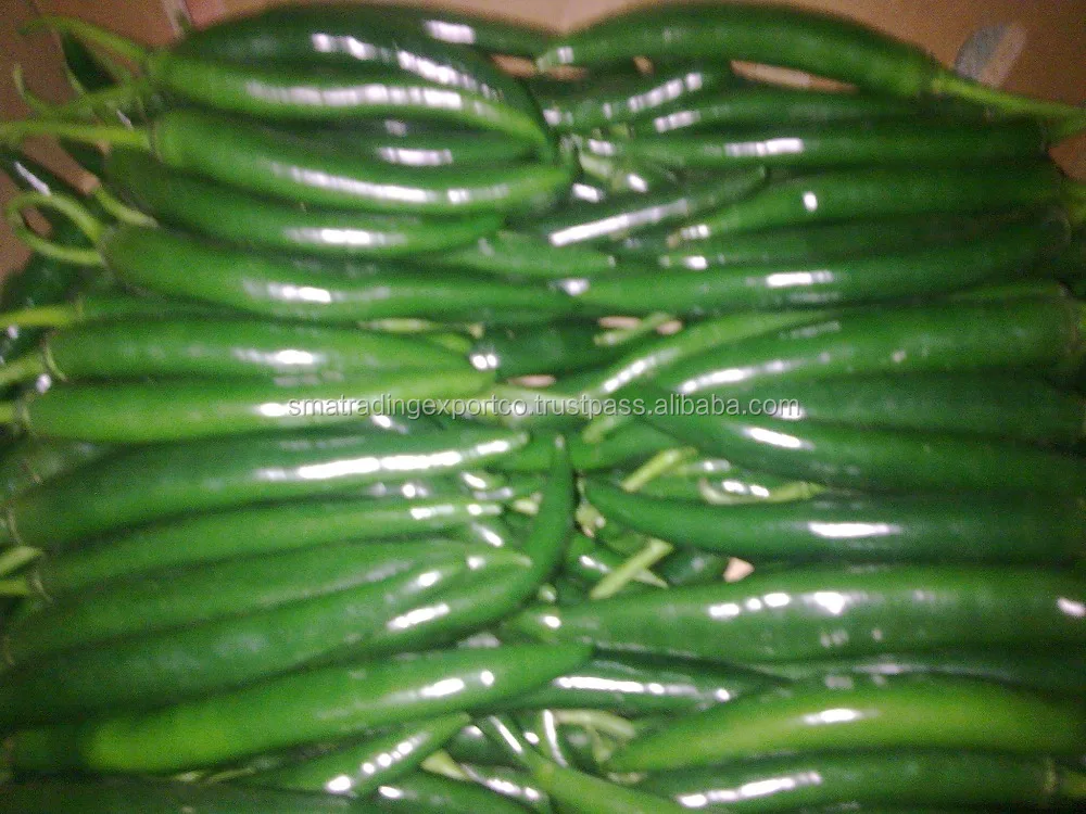 
egyption chilli 