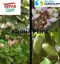 Karanja Cake From India have rich quantity of NPK in organic form Being totally botanical product it contains 100% natural NPK