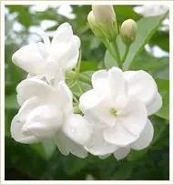 Индийский № 1 Jasmine Sambac Hydrosol, производитель для оптового экспорта