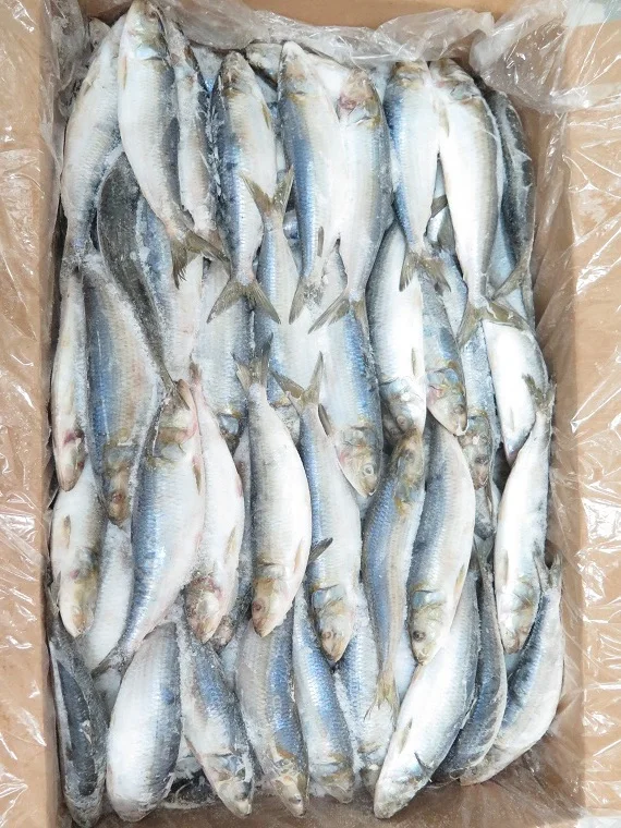Frozen whole round sardine for bait