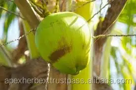 Порошок кокосовой воды, сушеный спреем, порошок кокосовой воды мгновенного действия