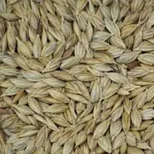 Spelt grain