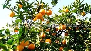 High quality delicious pure original juice with rich flavor