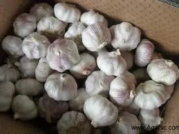 GARLIC WITH HIGH QUALITY AND CHEAP PRICE IN THE MAIN SEASON