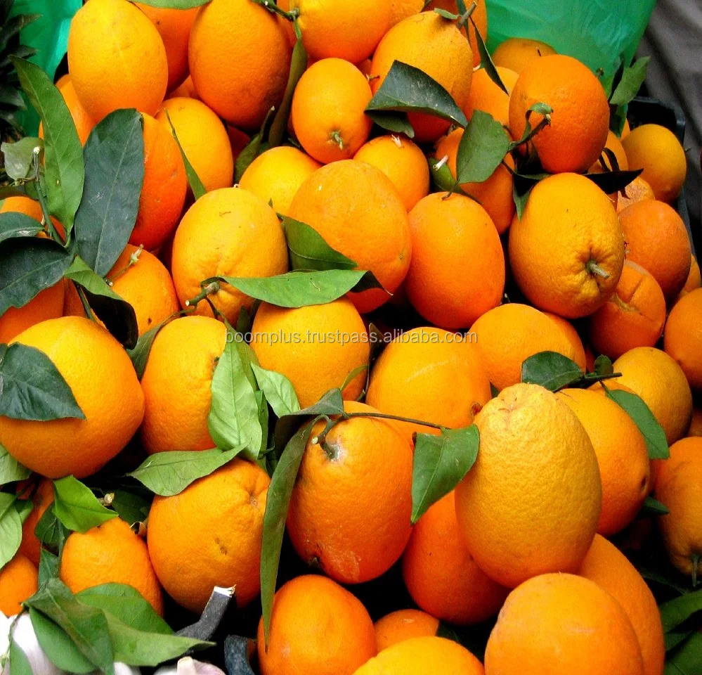 Sweat Orange Fruit | High Quality | Egyptian Origin