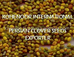 Семена Персидского клевера высшего качества