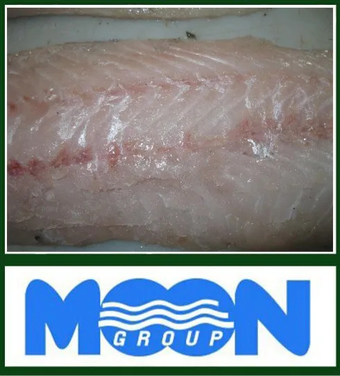 Merluccius Productus