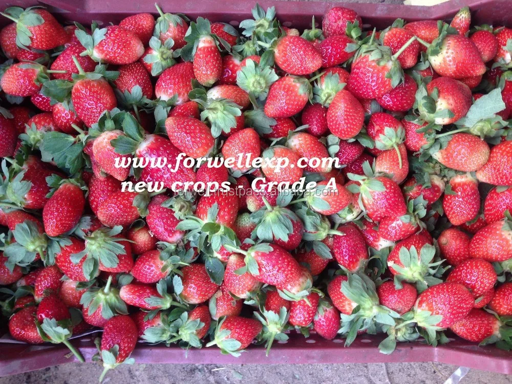  Свежая клубника высокого качества
