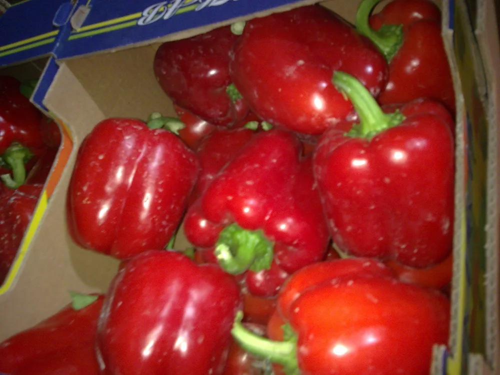 
fresh organic capsicum orange/red/yellow 