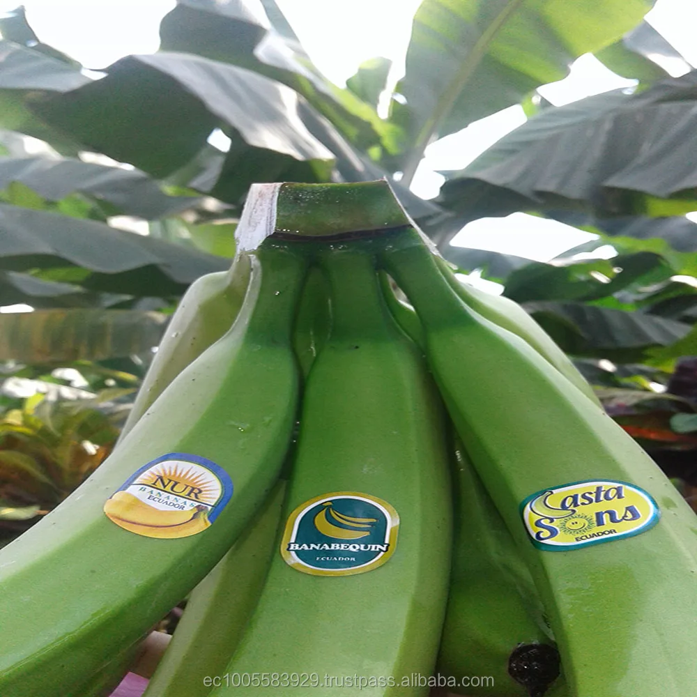 
ECUADORIAN BANANAS PRODUCTION 