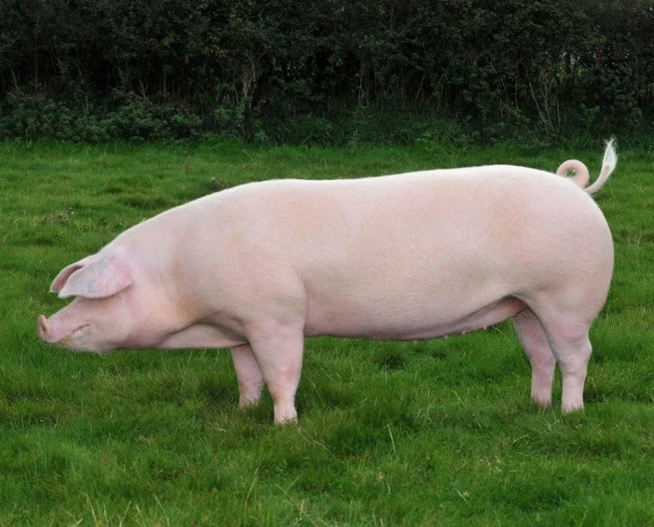 Non GMO Supplementary Feed For Fattening Pigs
