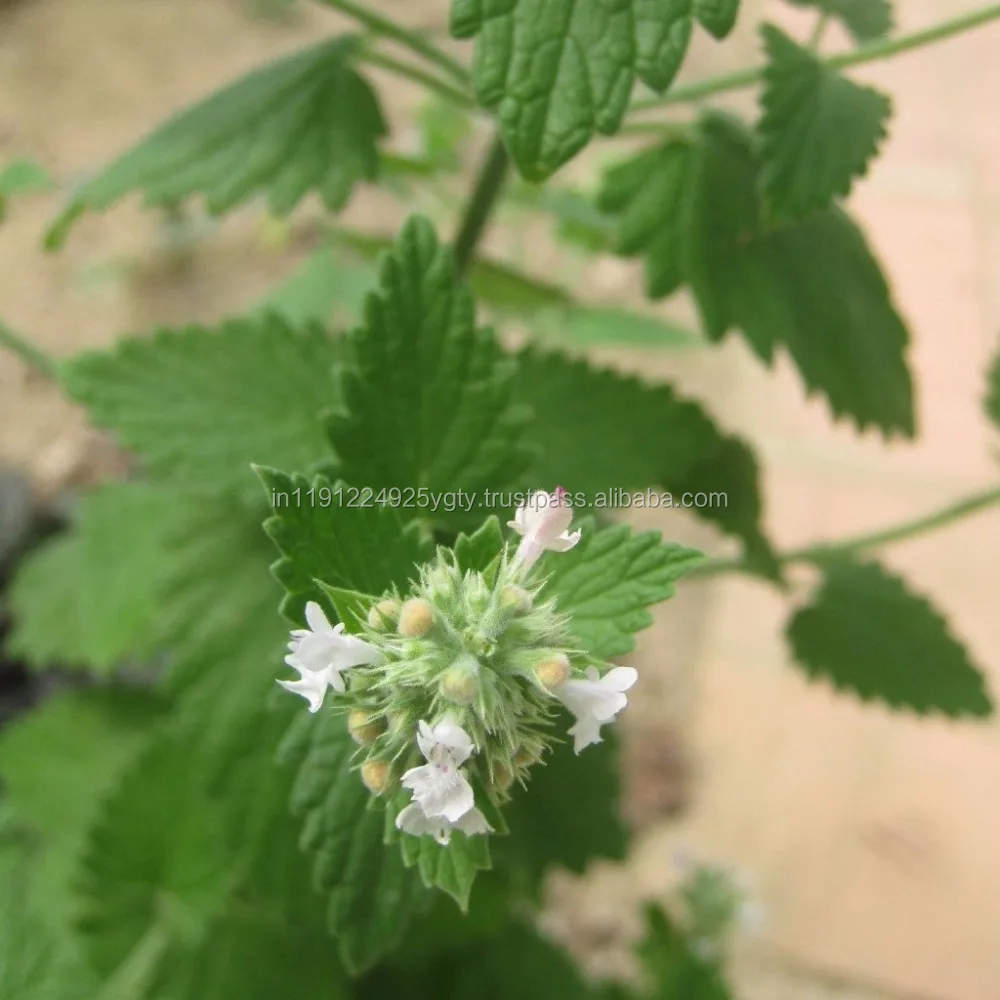 Pure Natural Plant Extract Essential Oils Pharmaceutical Raw Material Catnip Essential Oil Nepeta Oil From India