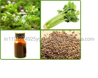 Wholesale Aromatherapy Customized Label 100% Pure High Quality Celery Seed Essential Oil