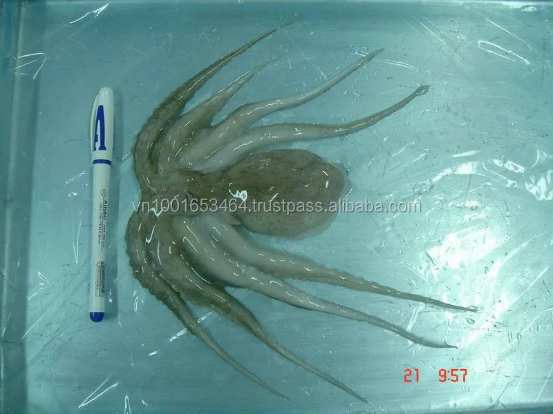 
Viet Nam Frozen Baby Octopus/Baby Octopus all size 