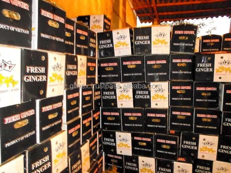 FRESH GINGER for export / +84984418844 Whatsapp