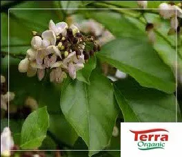 100% Karanja Oil obtained from naturally occuring karanja kernel is now available in 250 ml HDPE bottles