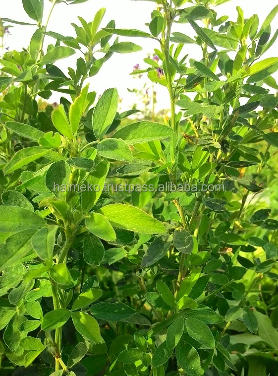 
Alfalfa pellets and lucerne hay for feeding farm animals 