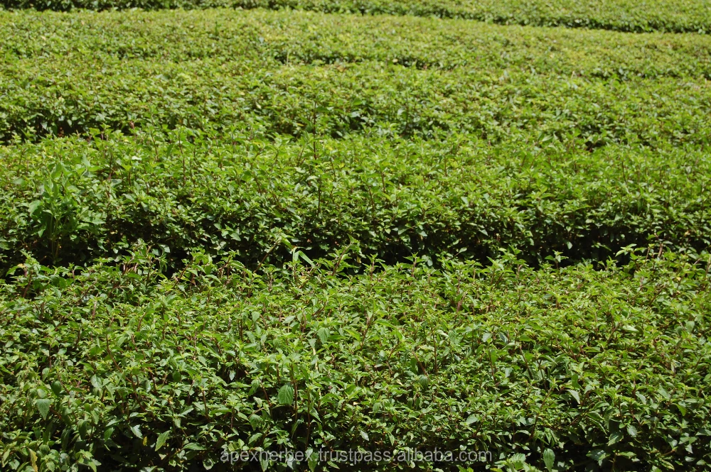 Java Tea leaves Orthosiphon Stemineus Organic