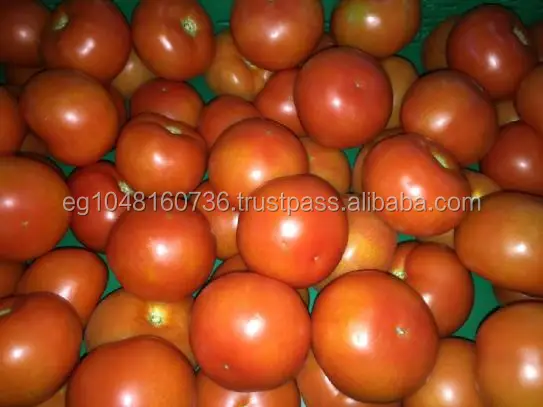 High quality Egyptian Tomatoes- Fresh Vegetables from Egypt