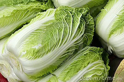chinese-cabbage-21156690