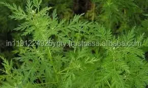 100% Pure High Quality Davana Essential Oil