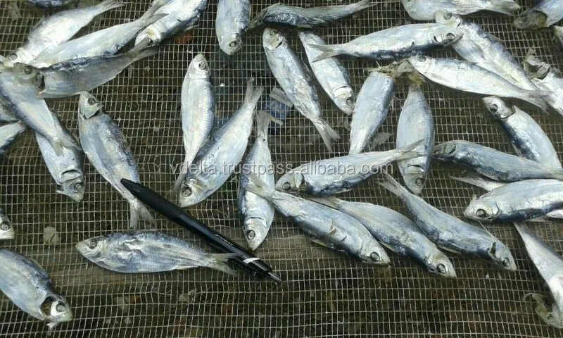 Dried White Sardine - Herring - Excellent
