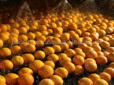 Fresh Orange for Export | Navel Citrus Orange