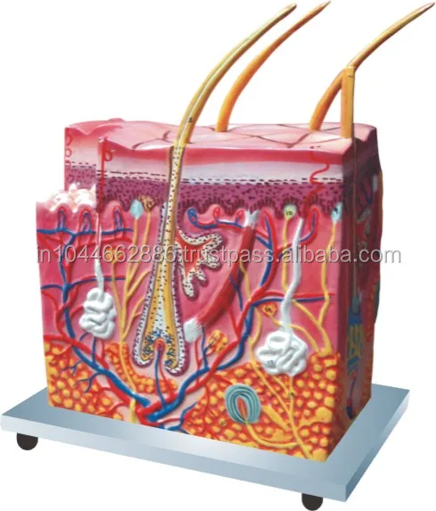
 Модель блока из человеческой кожи 75 раз полный размер  