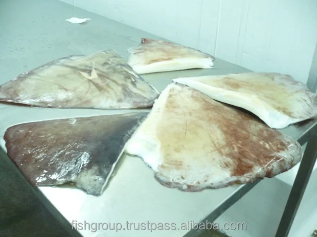 Best Quality No Preservatives 24 months Shelf Life Frozen Calamari Giant Squid Wing Seafood Exporter